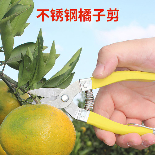 橘子柑橘采摘剪果树修枝剪刀桔子花椒专用稀果剪番茄葡萄枇杷采果