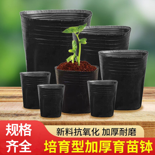 营养杯育苗盆育苗盒一次性花盆