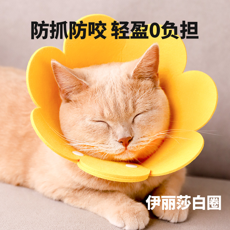 伊丽莎白圈猫咪绝育伊利沙白