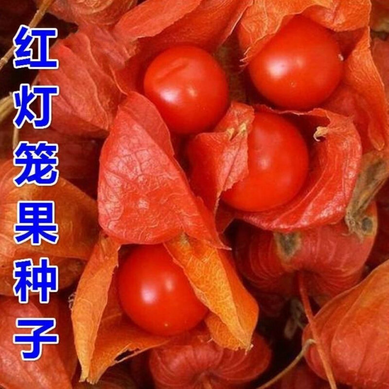 姑娘果种子特大奶香黄姑娘红姑娘灯笼果种子皮薄超甜蔬菜水果种子