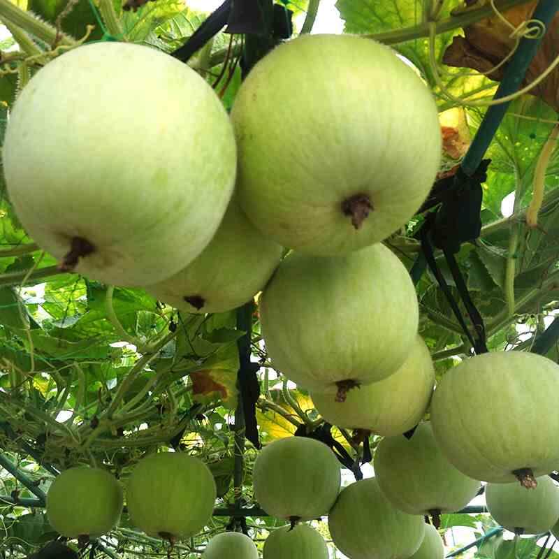 冬瓜小香芋种子味香芋冬瓜肉厚肉质细腻冬瓜四季播种蔬菜种籽包邮