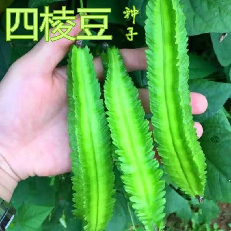 四棱豆种子高产豆角庭院皇帝阳台耐热藤豆爬耕地夏秋四季蔬菜种粒