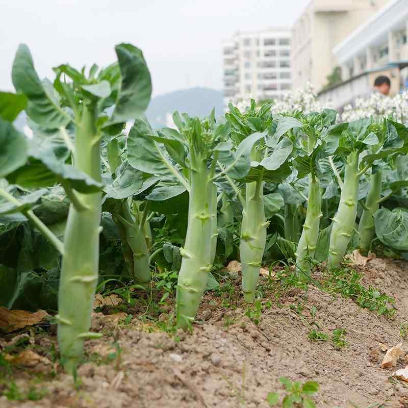 甜脆鸡腿芥蓝种子粗条籽芥兰广东四季菜籽大菜秋季种籽孑菜种