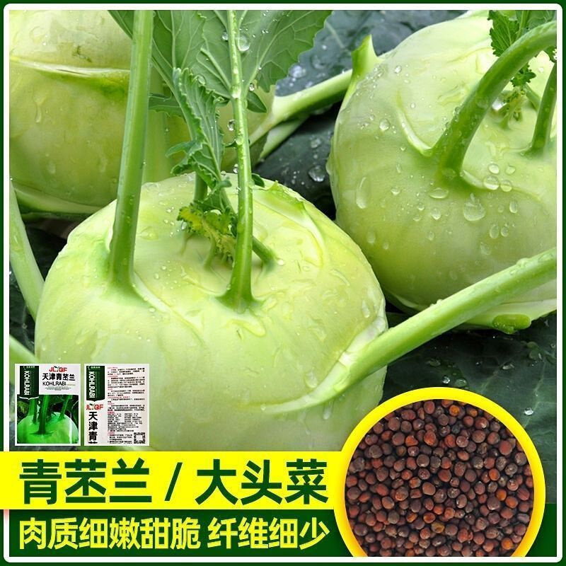 青苤蓝种子生吃水果绿苤蓝四季春秋栽培球茎甘蓝种子耐寒蔬菜种子