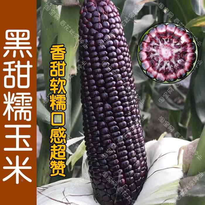 黑宝黑甜糯玉米种子高播夏秋季春蔬菜籽产易种植粘甜口感好吃孑