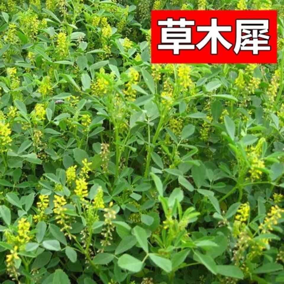 草木樨种子 黄花苜植草坪种子绿肥蓿蜜源牧物 耐热寒营养高