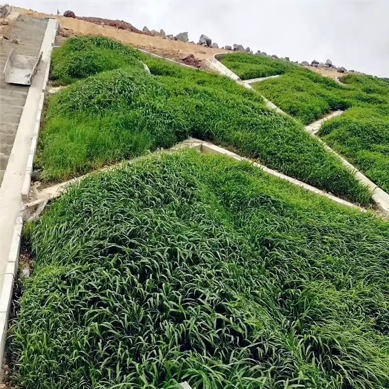 护坡灌木草籽紫穗槐种子边坡刺槐爬山虎绿化耐寒耐旱种籽开花种植