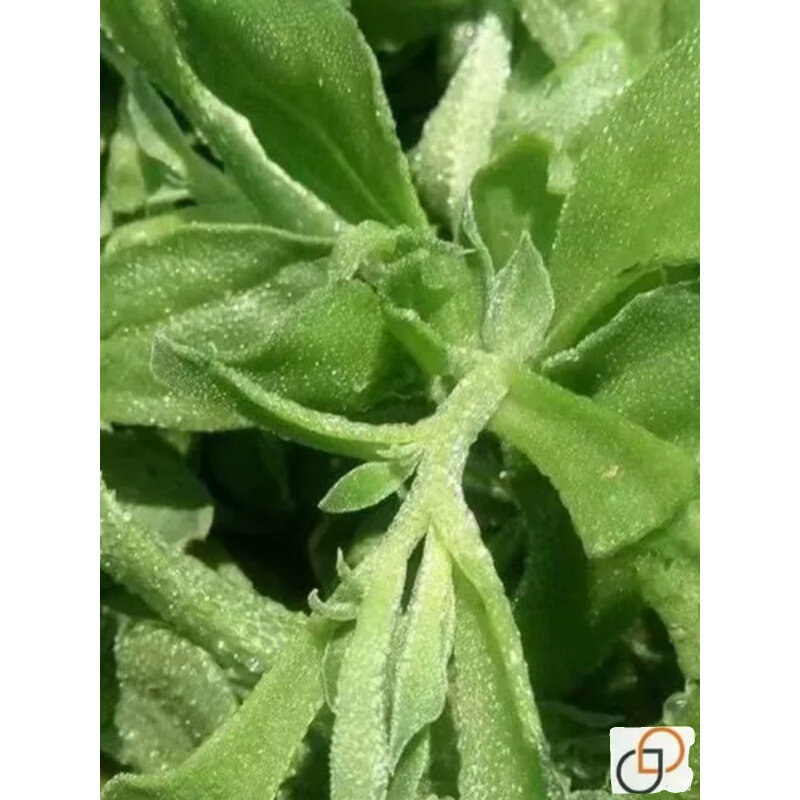 水晶冰菜种子籽高产冰草水晶菜冰菜种籽四季播种青菜庭院蔬菜种子