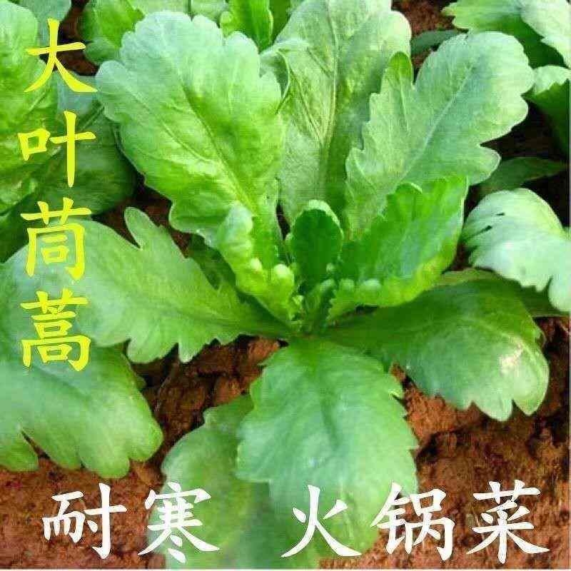 大叶茼蒿种子皇帝菜阳台盆栽四季易种大宽叶长寿菜耐高温蔬菜种籽