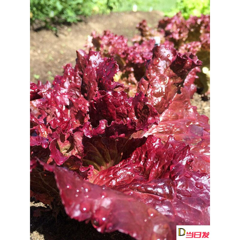 紫叶生菜种子耐热菜紫色蔬菜孑籽种秋季红叶四季青菜盆栽阳台种植