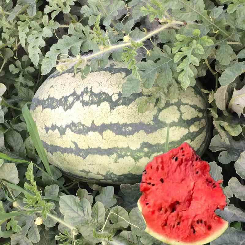 一号沙漠种子特大西瓜巨型西瓜籽早熟超甜春季夏季播四季水果种孑
