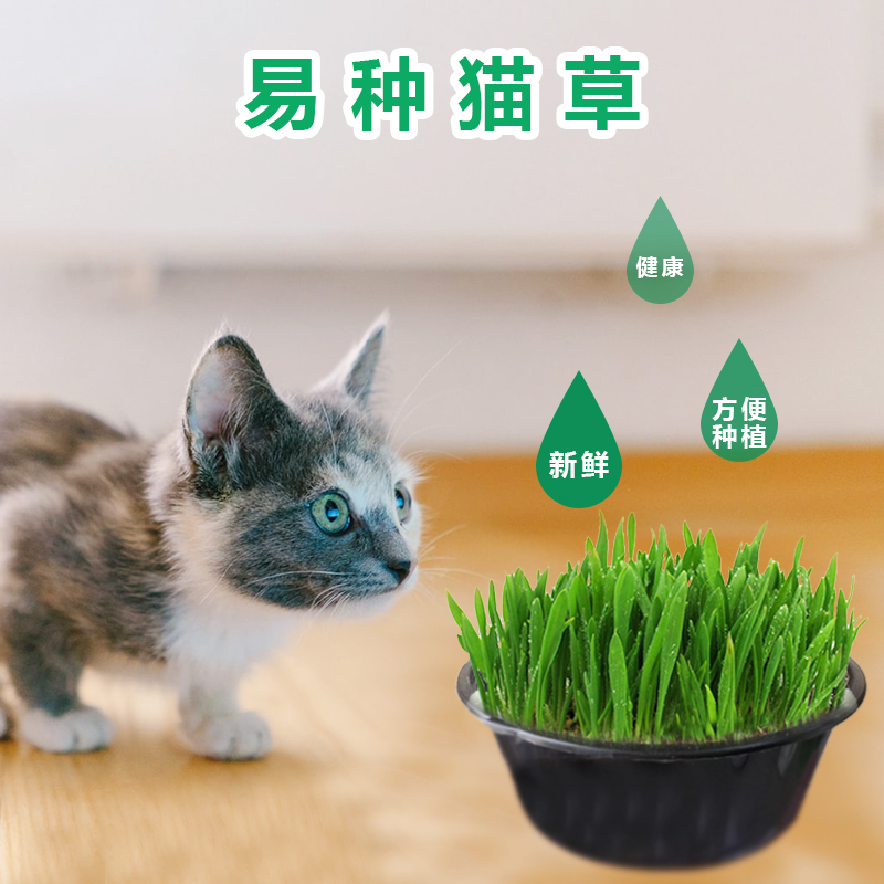 猫草种子猫零食水培猫薄荷猫草种籽种植套装猫咪用品