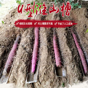 淮山种植u型槽山种药植诱导生栽浅 培塑料槽引导管定型模NPT具神