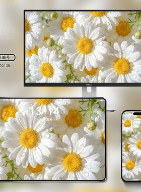 ins 风~治愈系清新白色雏菊电脑壁纸手机平板桌面美化壁纸