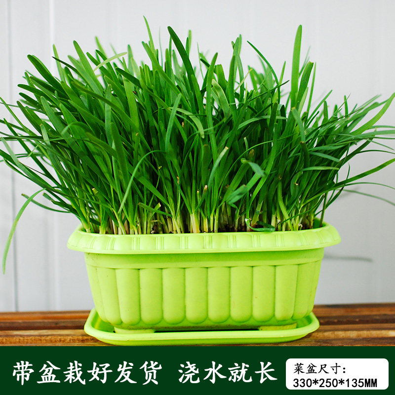 水培韭菜盆景韭菜根水培无土蔬菜黄韭带盆根苗室内四季阳台种植