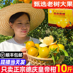 【正宗德庆贡柑】皇帝柑大果5斤/10斤礼盒装新鲜水果桔橘子非广西