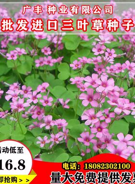 红花酢浆草种球三叶草种子红白三叶草幸运草籽花种籽果园绿肥绿化