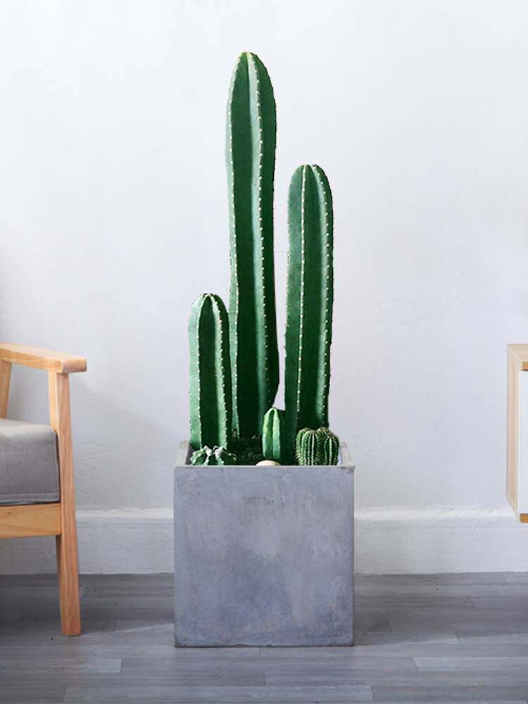 仙人柱量天尺盆栽北欧风室内大型客厅好养多肉植物无刺仙人掌绿植