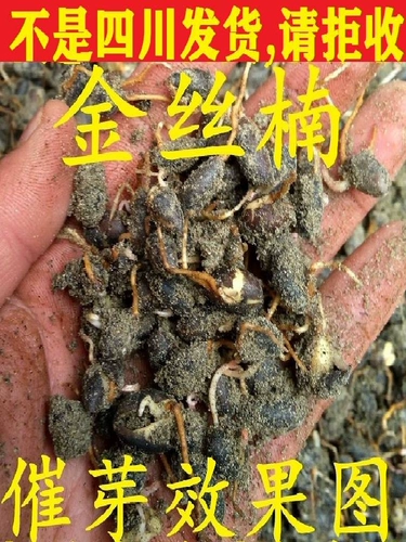 Аутентичные Золотые шелковые семена семян нанму.