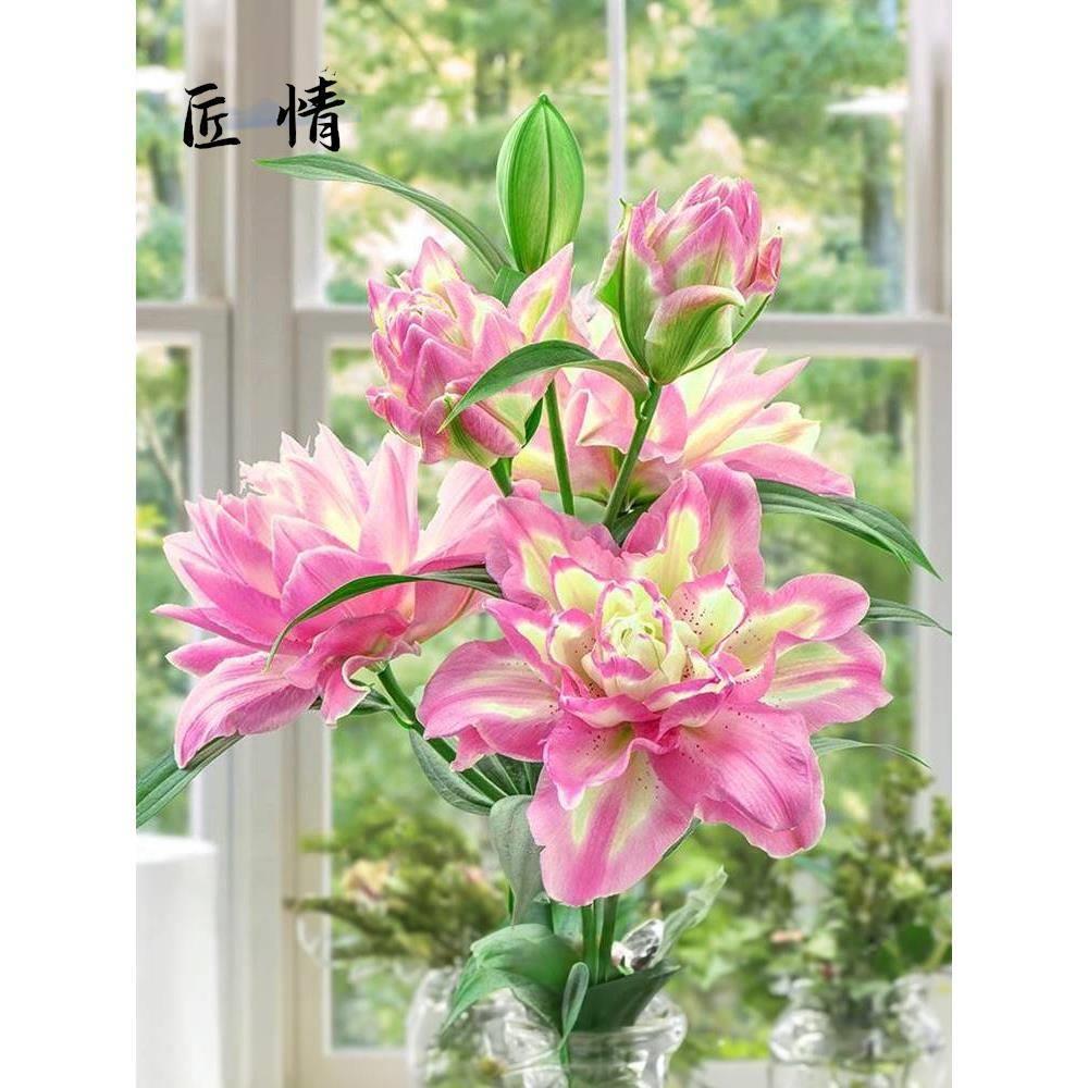 重瓣香水百合花种球四季好养活花苗花卉植物阳台盆栽进口百合球根