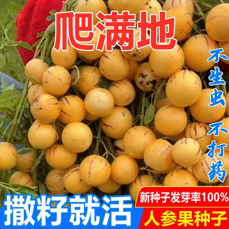 人参果种子种籽圆果人生果树种早熟南方北方四季食用水果蔬菜种子