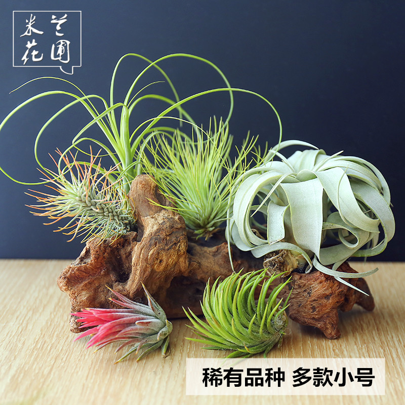 空气凤梨无土植物稀有品种多款小号空气草华美霸王精灵桌面绿植.