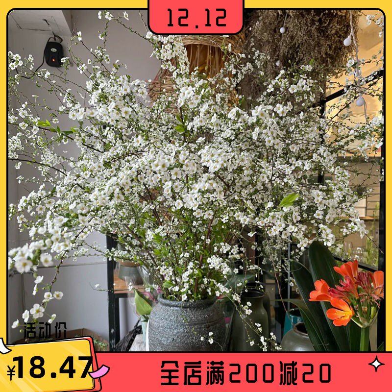 干枝雪柳鲜花鲜枝雪柳花泡水开花水培植物水养龙柳鲜枝桃花红瑞木