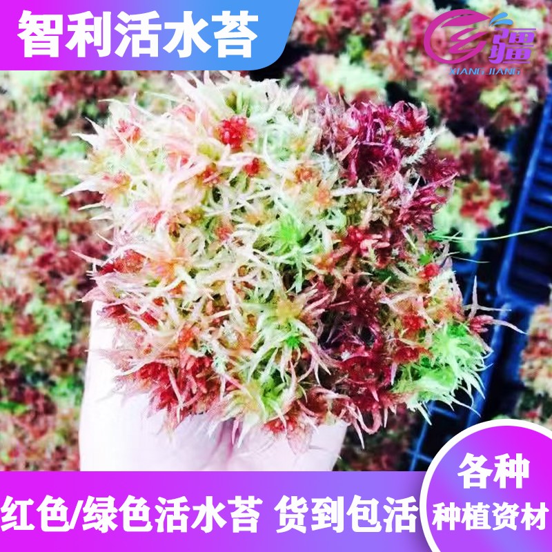 【智利活水苔】多种食虫植物造景铺面素材