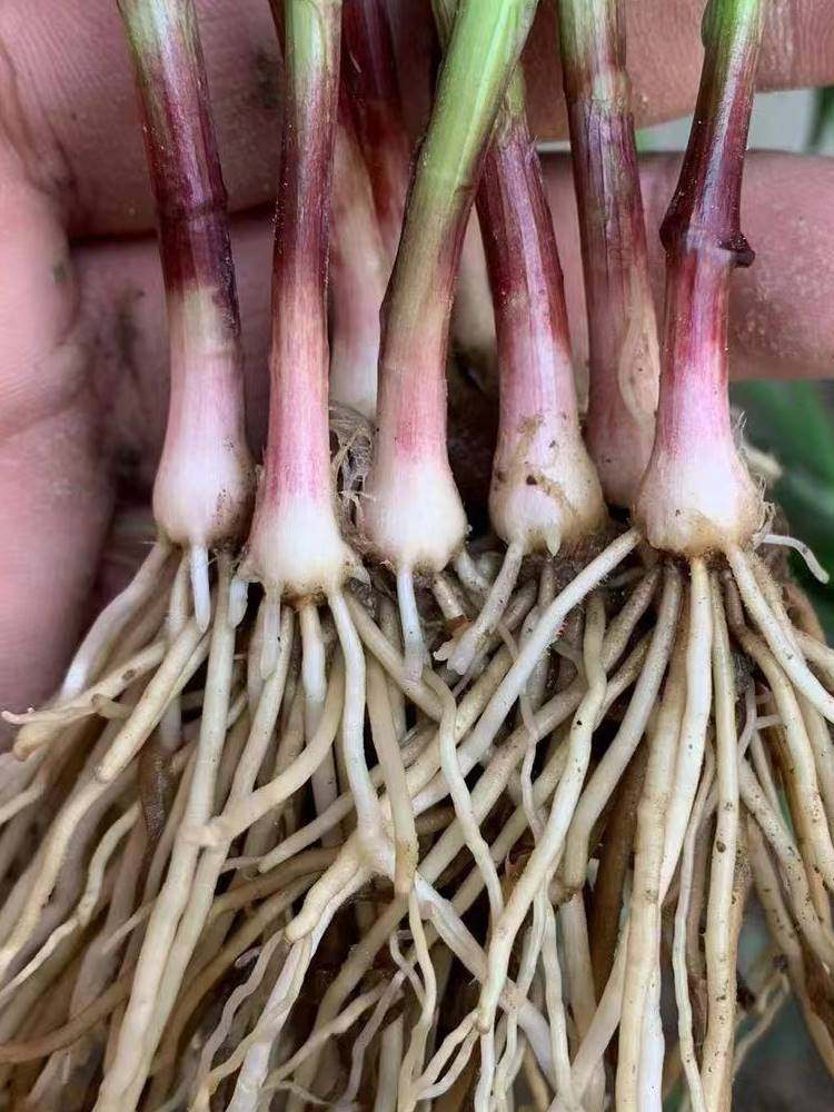 韭菜根苗现挖宽叶紫根韭菜苗紫红根四季阳台盆栽小叶绿色蔬菜根苗