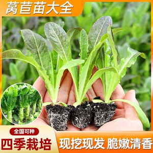 蔬菜苗窝笋苗小苗莴笋秧苗四季莴苣秧苗幼苗栽苗秋冬季菜苗莴笋苗