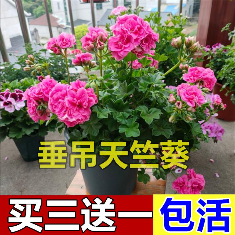 垂吊大花蒙力克（竺葵苗重瓣花卉庭院阳台四季花开苞花不断盆天栽