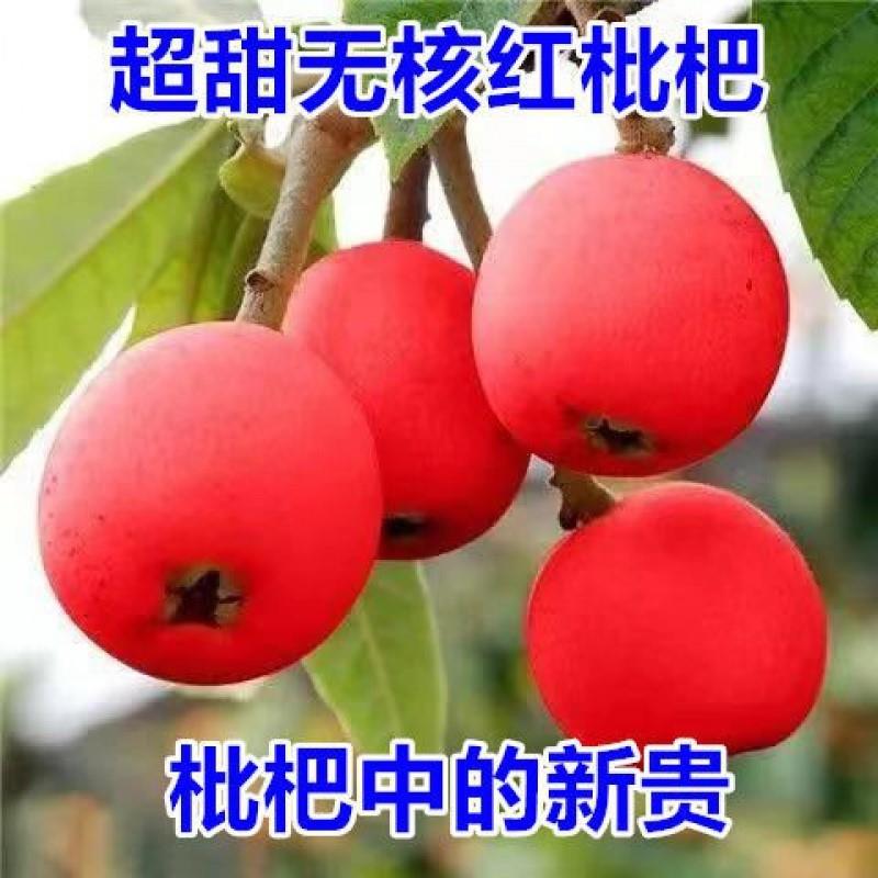 稀有新品种枇杷树苗无核砂糖红色枇杷南方北方种植果树大红袍枇