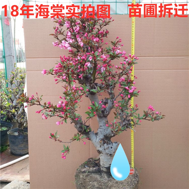 海棠花树苗盆栽带花苞重瓣四季开花老桩盆景室内花卉植物好养庭.