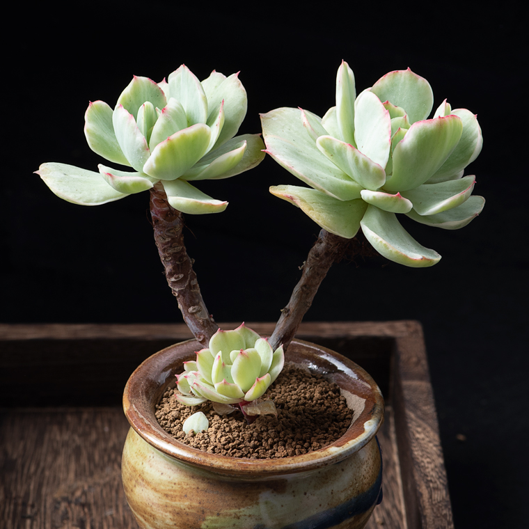 木质老桩碧桃锦双头贵货稀有品种多肉植物盆栽办公室绿植花卉
