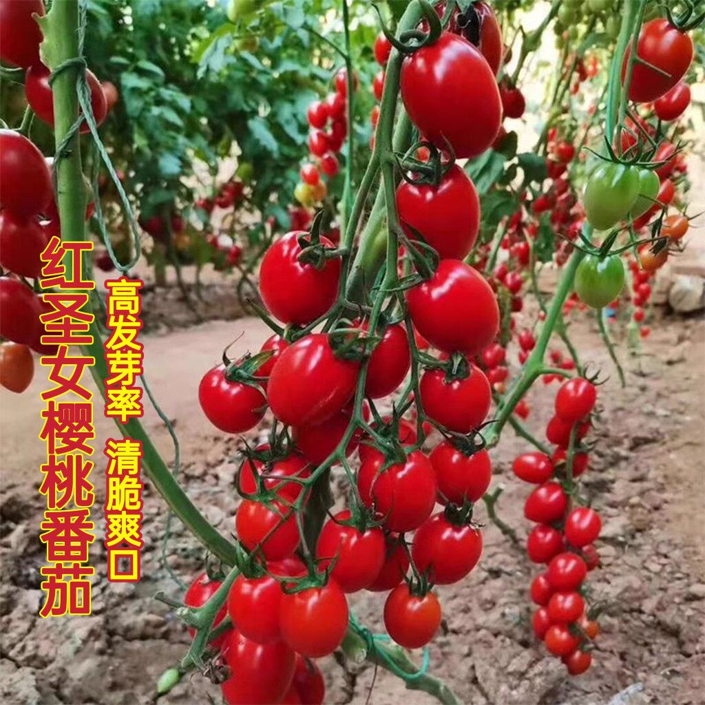 红圣女果西红柿小番茄千禧小番茄种子四季庭院阳台盆栽蔬菜种籽
