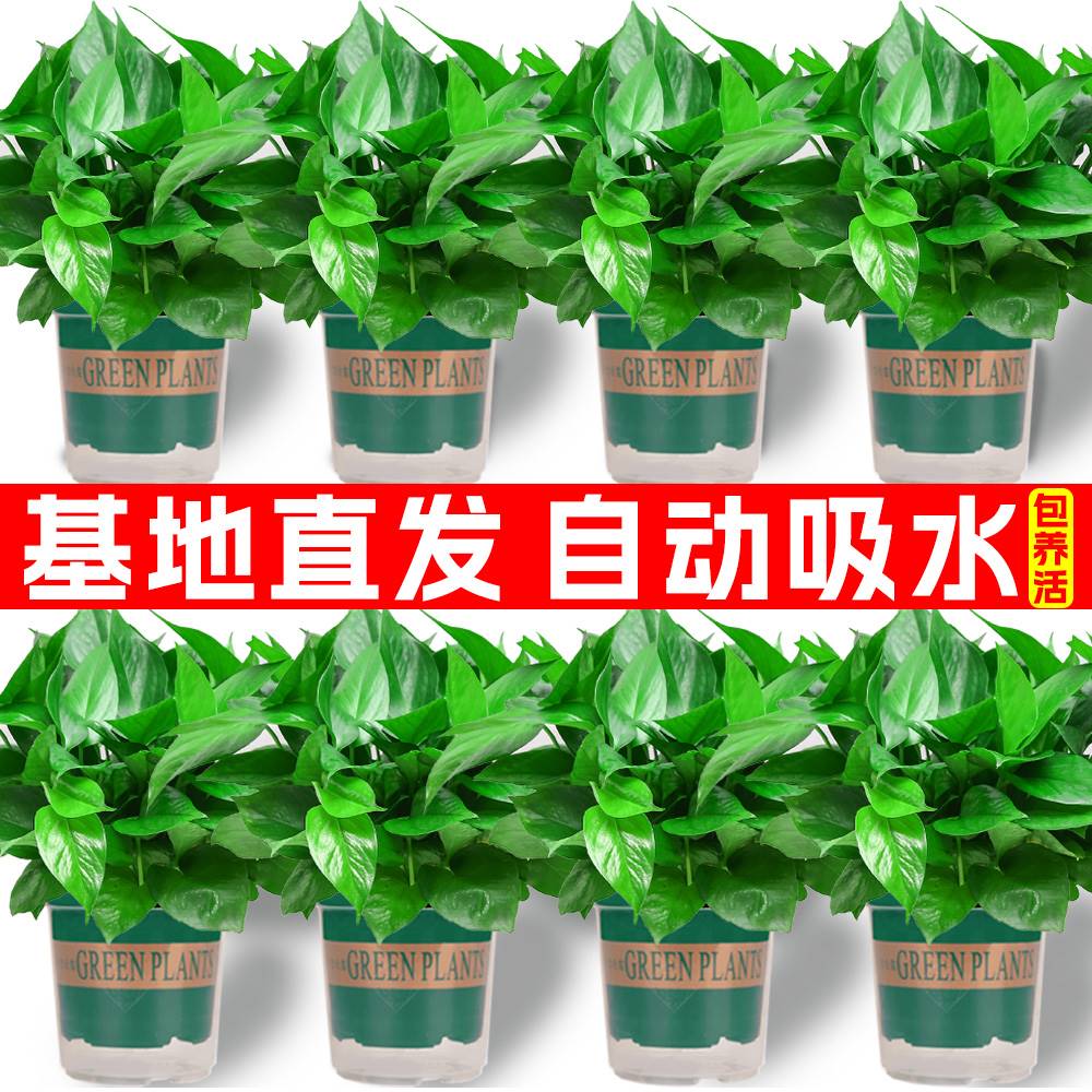 绿萝绿箩盆栽室内植物家用新房吸除异味水培花卉绿植长藤垂吊大叶