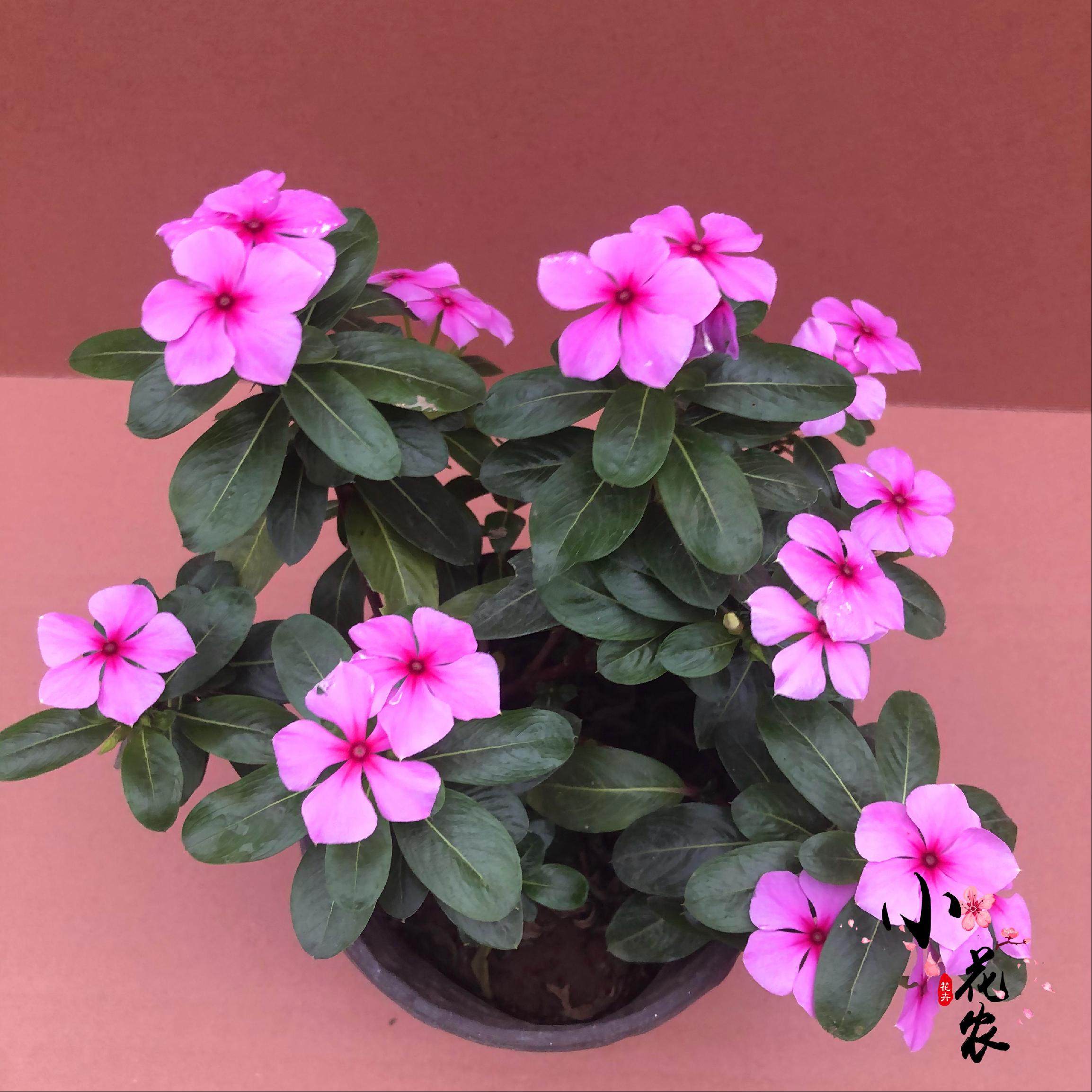 长春花盆栽 五叶梅花苗 四季梅木本盆栽绿植四季带花发货包邮.