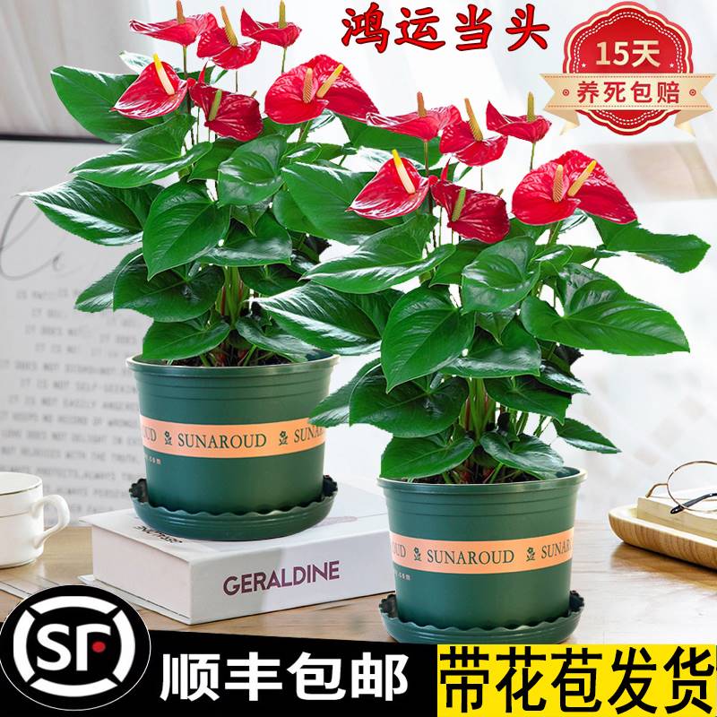 红掌盆栽绿植花卉室内客厅办公水培好养四季开花鸿运当头白掌观赏