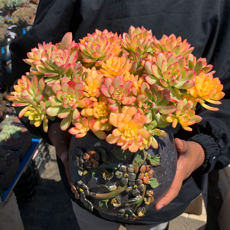叮当锦大老桩多肉植物贵货精品稀有品种肉肉植物盆栽巨型罕见超大