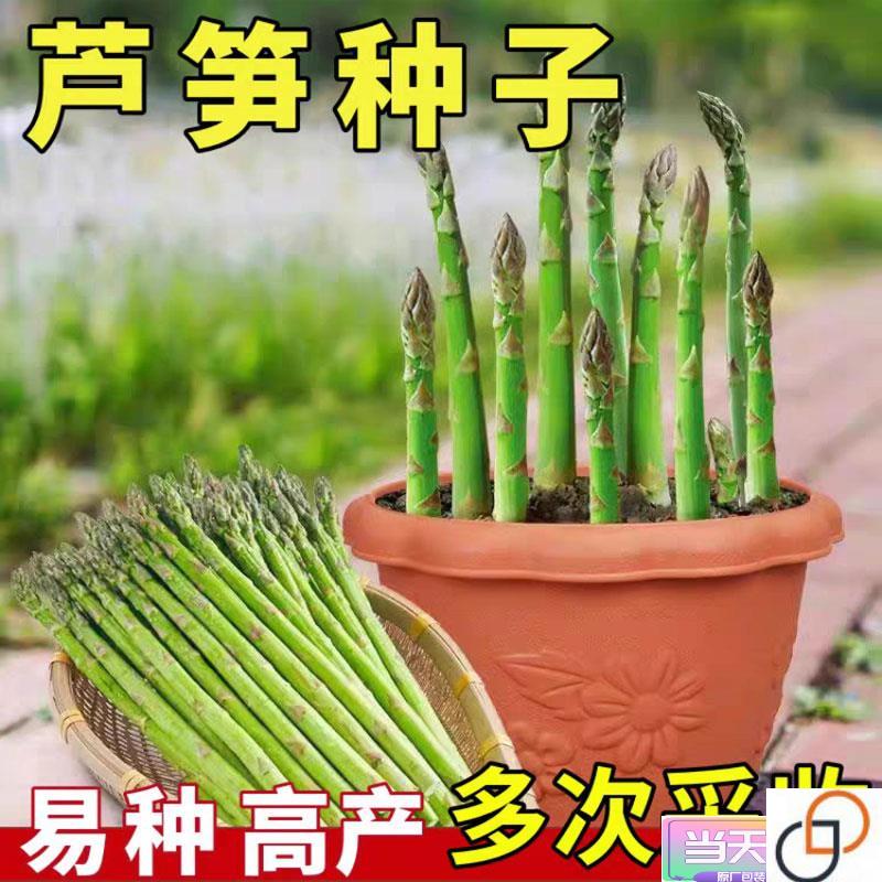 芦笋种子四季种植营养蔬菜高产庭院盆...