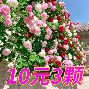 爬藤蔷薇花浓香型月季四季开花室外阳台盆栽地栽耐热耐旱好养易活