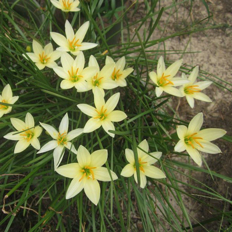 室外矮花四季开花花卉绿植韭菜莲葱草耐寒耐阴绿化植物庭院盆栽