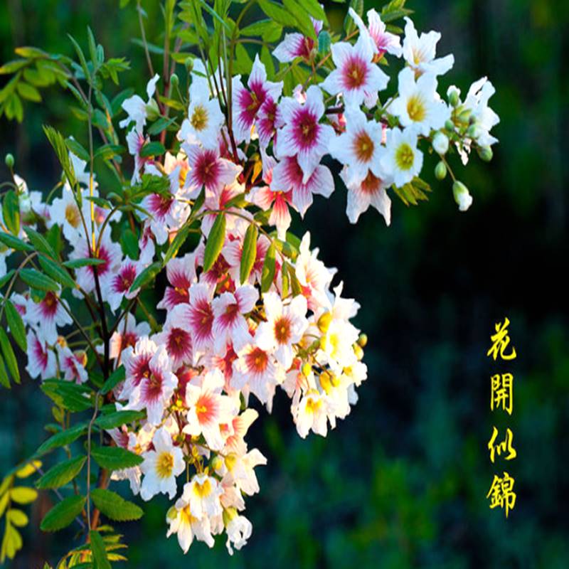 文管树文官树又叫状元花状元树文寇树文棺树文观树花文冠树苗花树