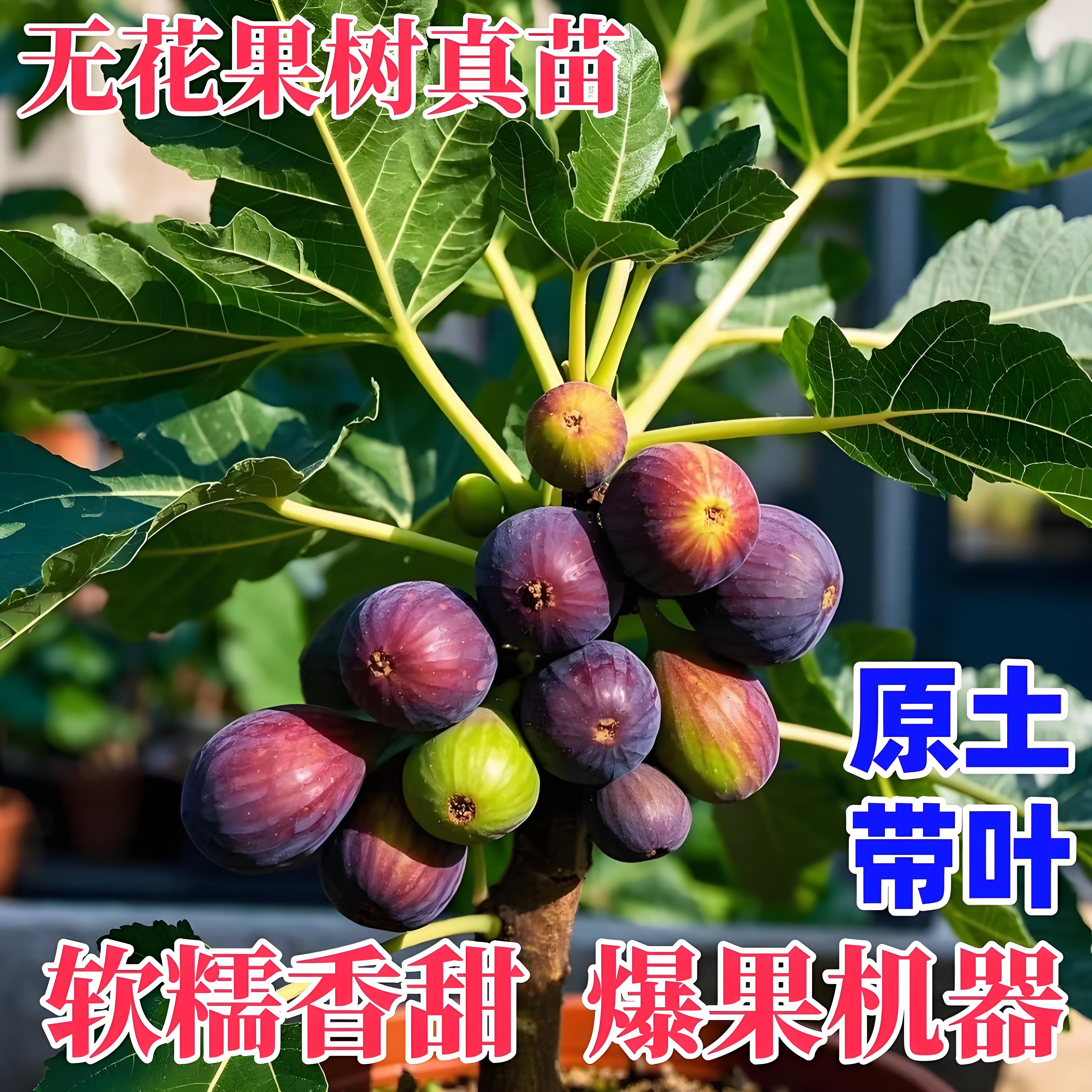 特大无花果树苗盆栽矮化无花果苗四季种植当年结果南北方阳台庭院