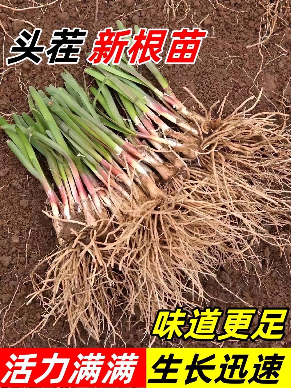 大宽叶韭菜根苗紫根紫红根韭菜根籽苗农家四季蔬菜苗小叶种孑春季 鲜花速递/花卉仿真/绿植园艺 花托/移动托盘 原图主图