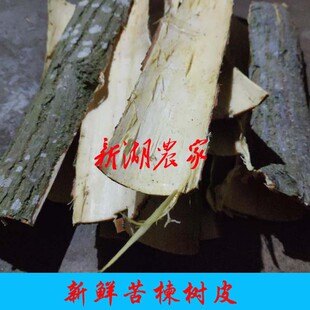 新鲜苦楝皮 苦楝树皮 楝木皮 野生中药材包邮 现采非干品