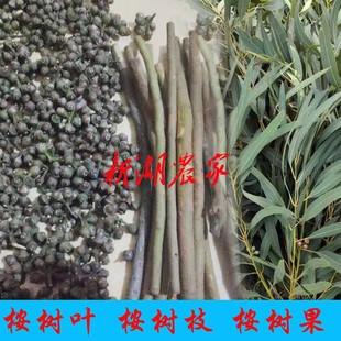 新鲜桉树叶 桉树枝蜜袋鼯磨牙棒 宠物用品 蜜袋鼯喜欢 桉树果干品