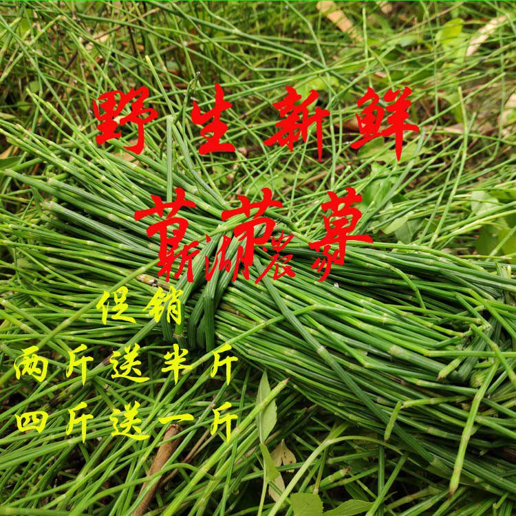 新鲜节节草笔筒草木贼草节骨草锉草锁眉草土麻黄草现采500克包邮
