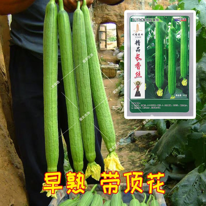爱农优选 精品长香丝丝瓜种子 带顶花 早熟 高产 好吃 商品性好