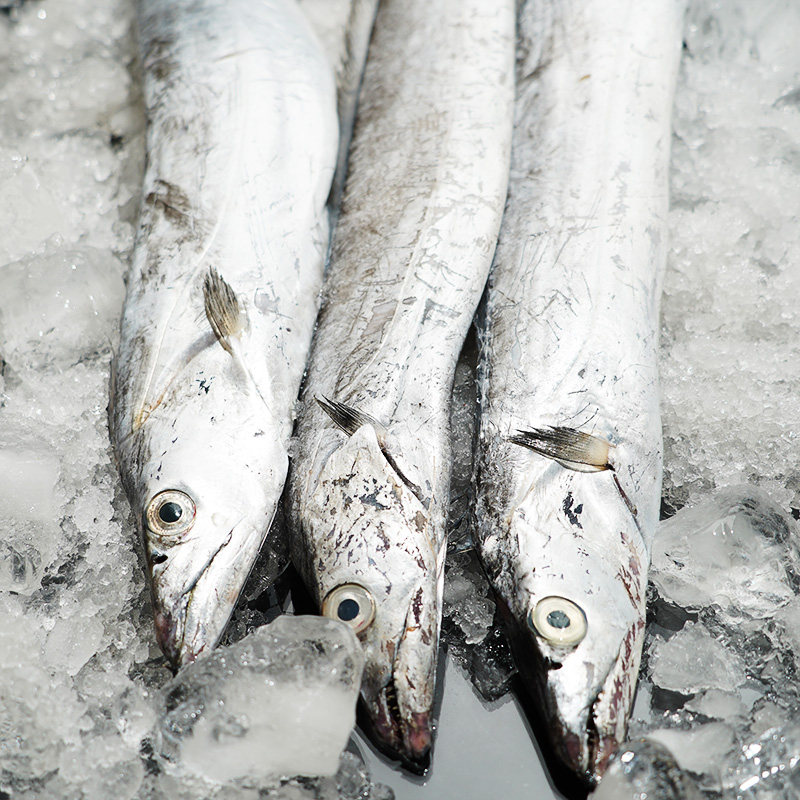 正宗舟山雷达网小眼带鱼整条东海捕捞新鲜活刀鱼特级5斤水产海鲜|msdalam kategori daging perikanan/Buah-buahan segar dan sayur-sayuran/dimasak, makanan laut/produk akuatik/produk, Fish Seafood, Ribbonfish - dari Buy2taobao.com untuk memberikan perkhidmatan ejen Taobao profesional membeli